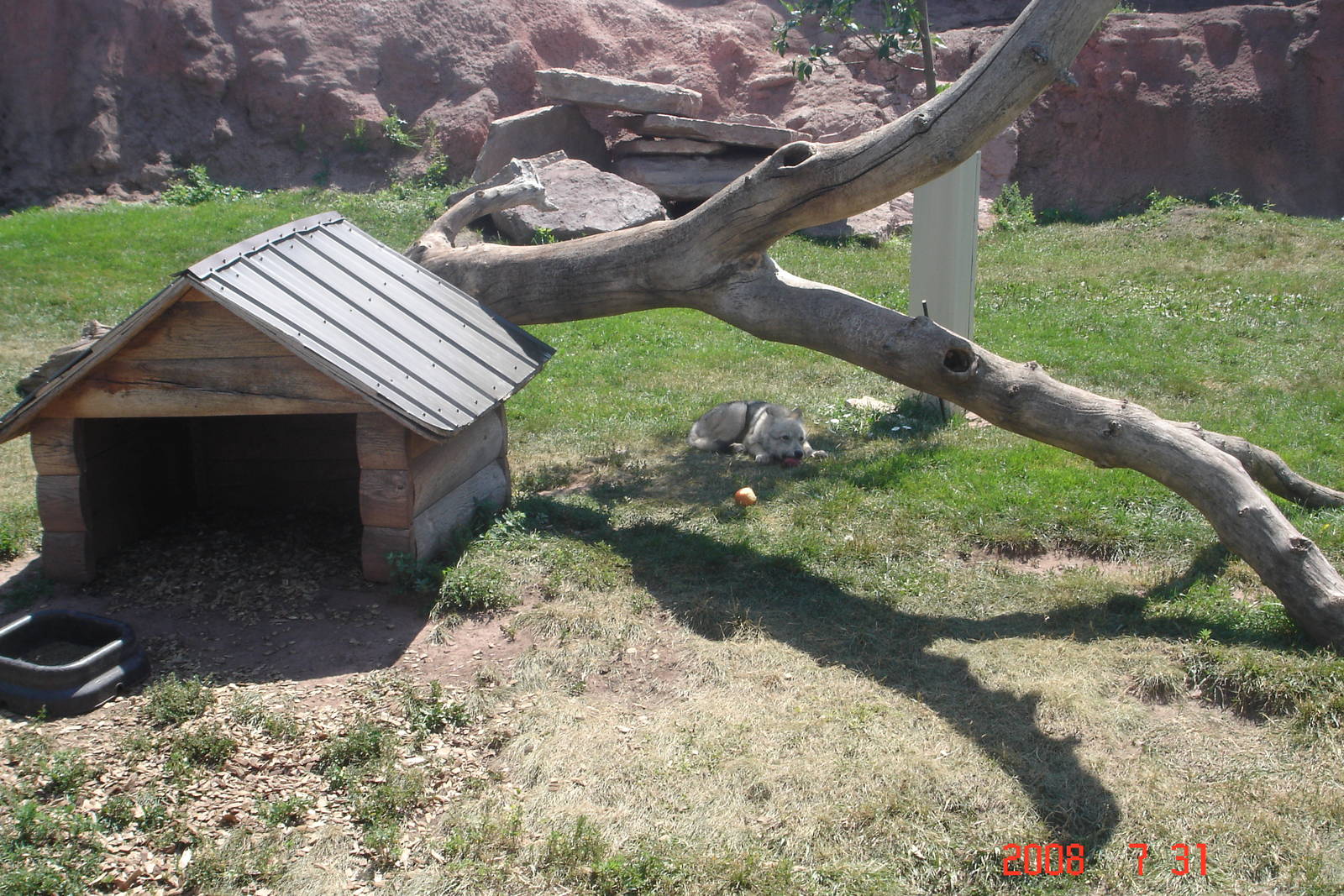 Bear Country-Gray Wolf