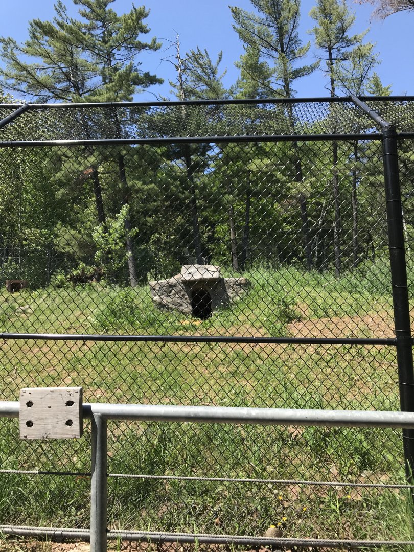Bear Country- grey wolf exhibit