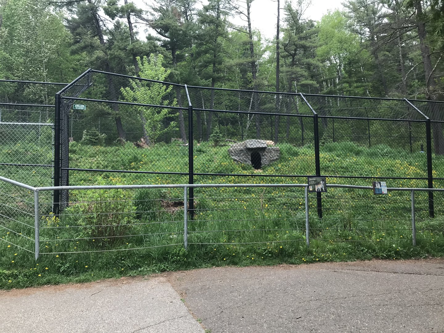 Bear Country - Grey Wolf Exhibit