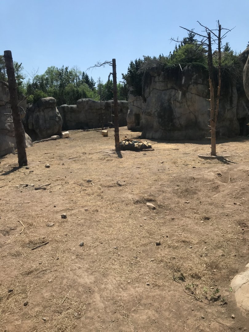 Bear Country- New Alaskan brown bear exhibit (formerly polar shores)