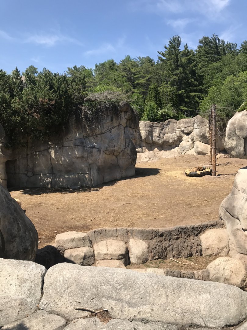 Bear Country- New Alaskan brown bear exhibit (formerly polar shores)