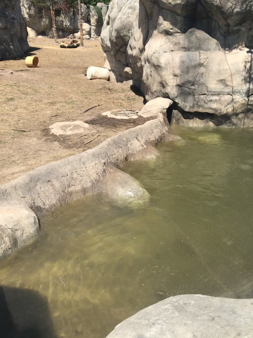 Bear Country- New Alaskan brown bear exhibit- pool