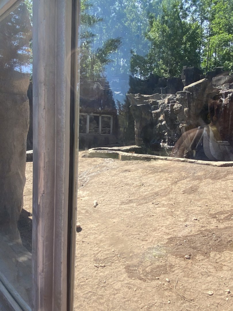 Bear country new Alaskan brown bear exhibit