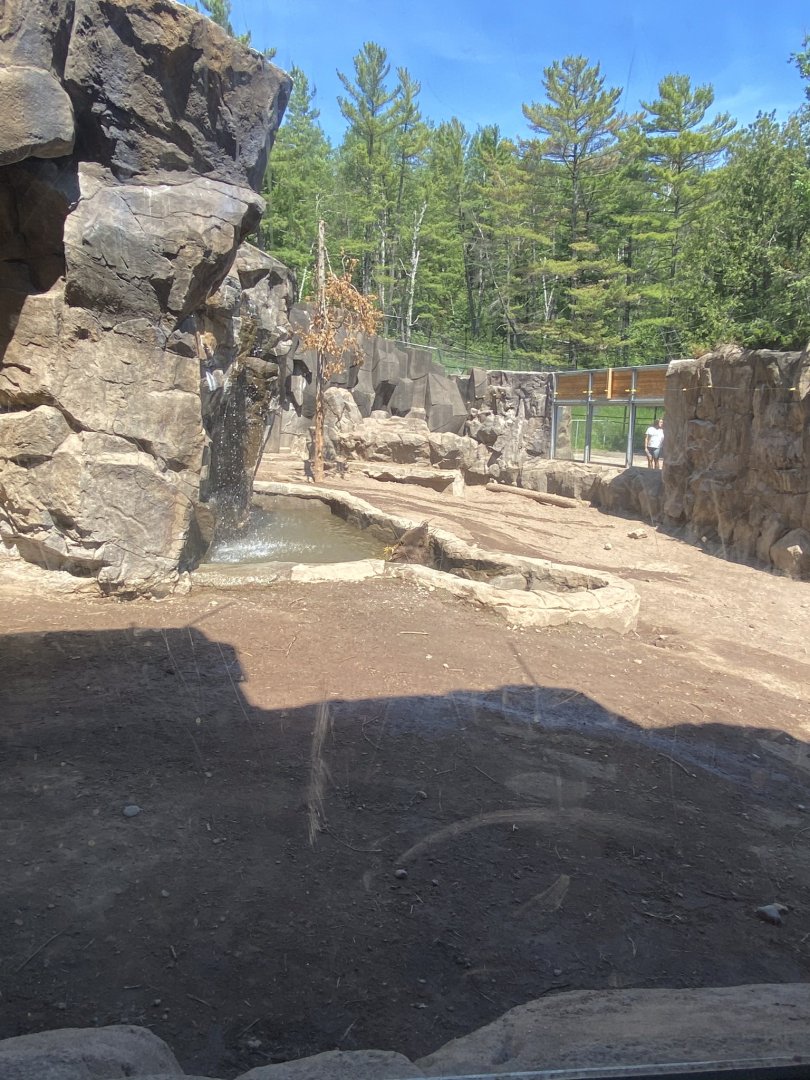 Bear country new Alaskan brown bear exhibit