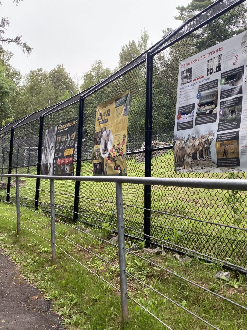 Bear country- new informational graphics on grey wolf exhibit