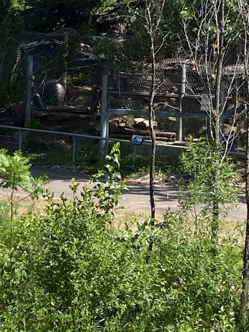 Bear country new silver fox exhibit