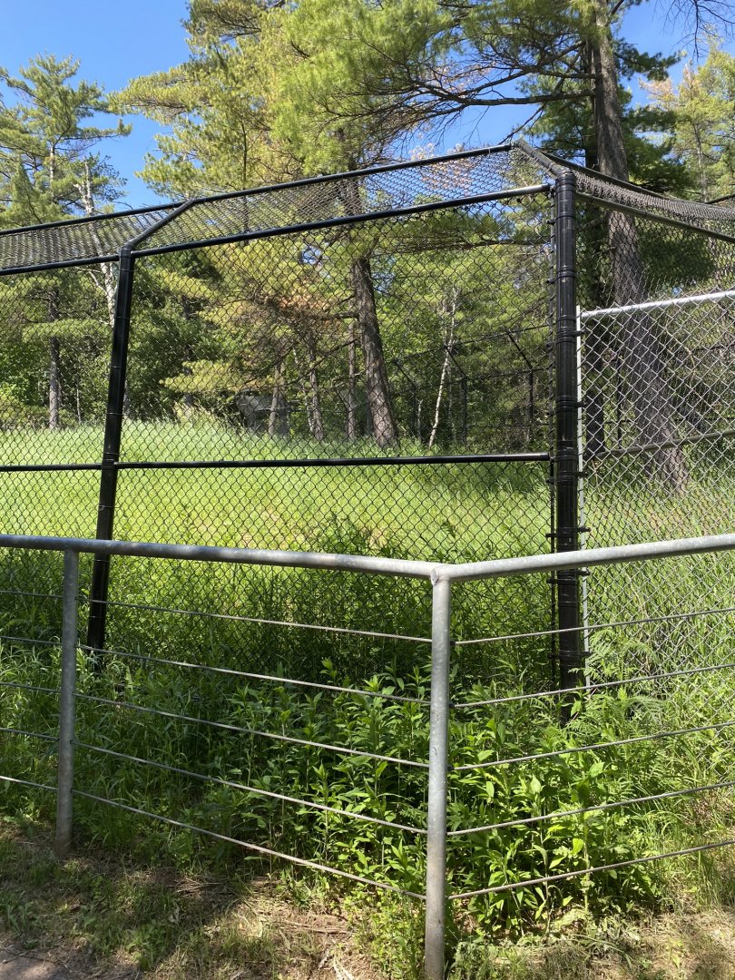 Bear country new wolf exhibit