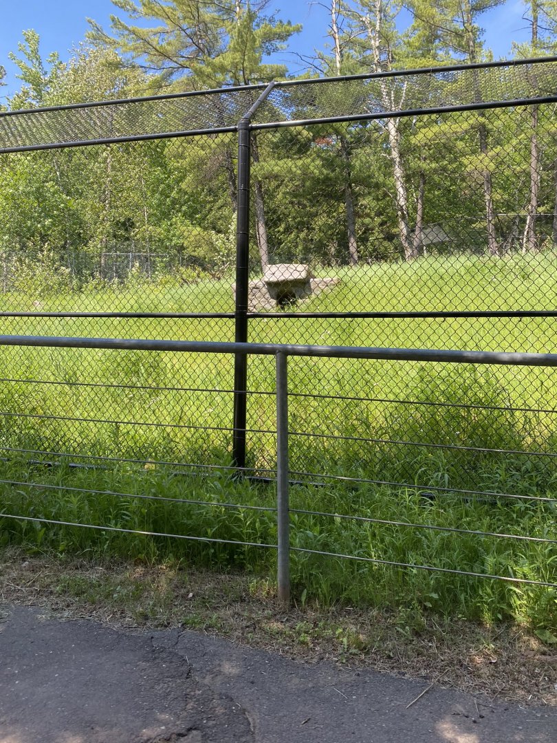 Bear country new wolf exhibit