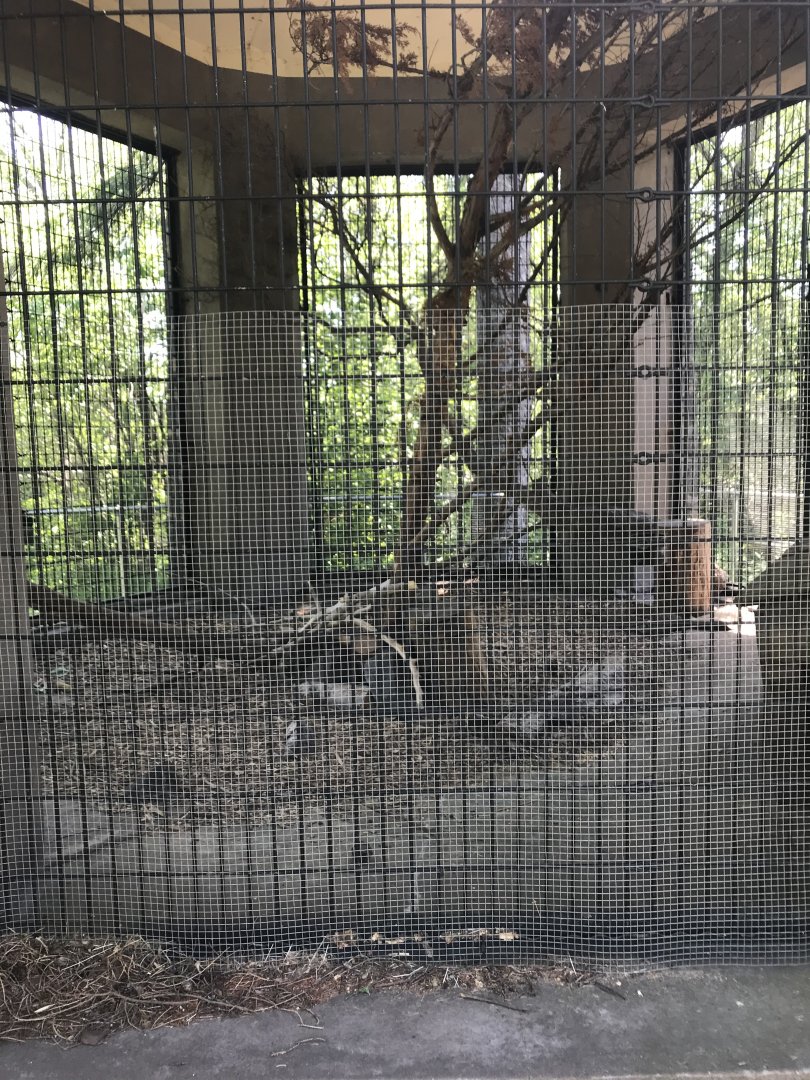 Bear Country- North American porcupine cage