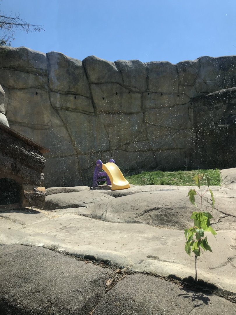 Bear Country- North American river otter exhibit (with obligatory kiddie slide)