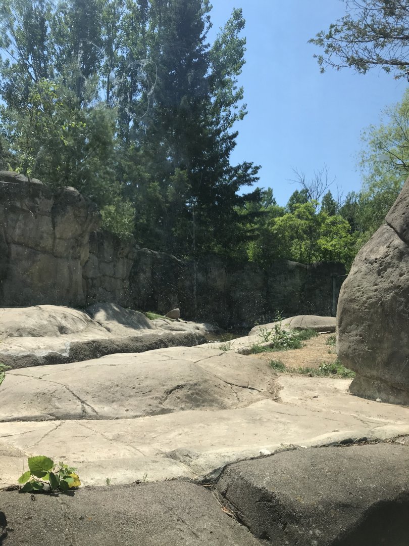 Bear Country- North American river otter exhibit