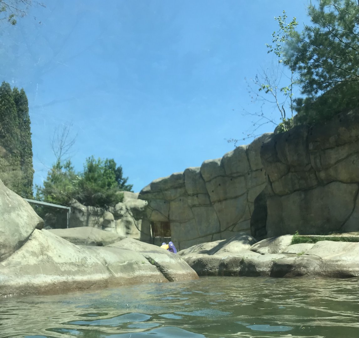 Bear Country- North American river otter exhibit