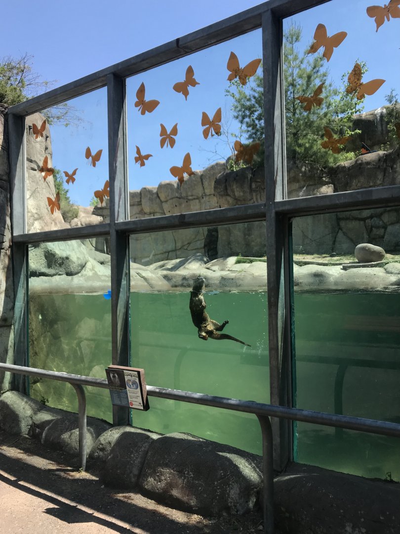 Bear Country- North American river otter exhibit