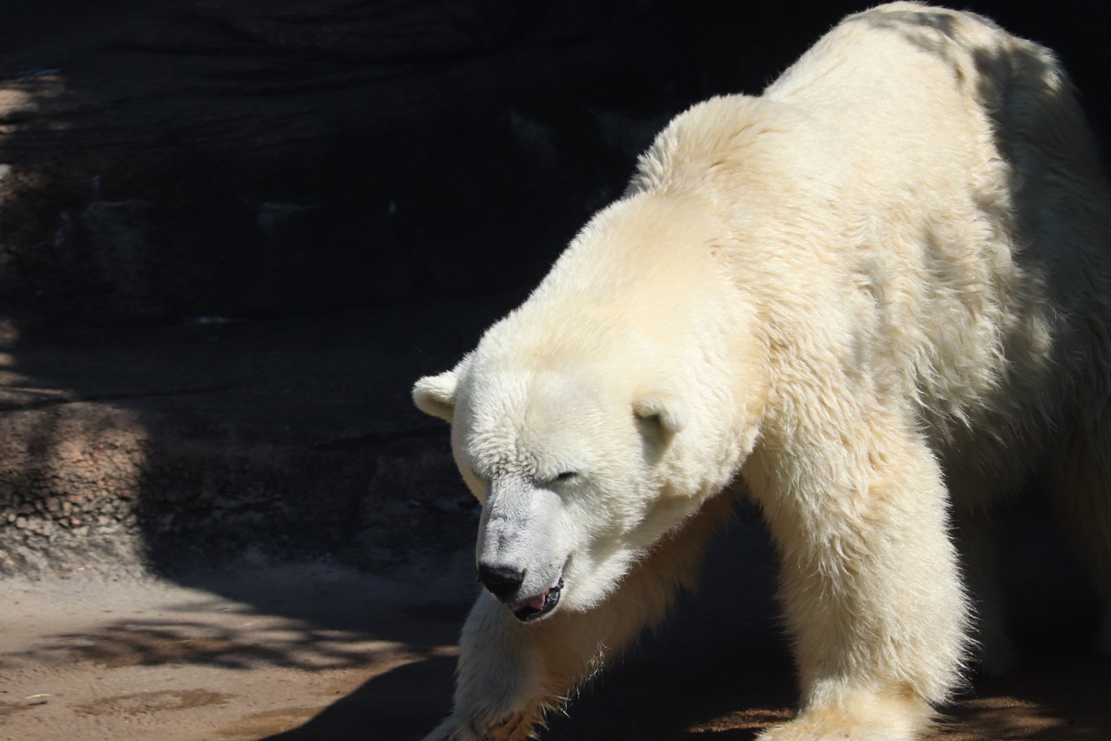 Bear Country - Polar Bear - Coldilocks