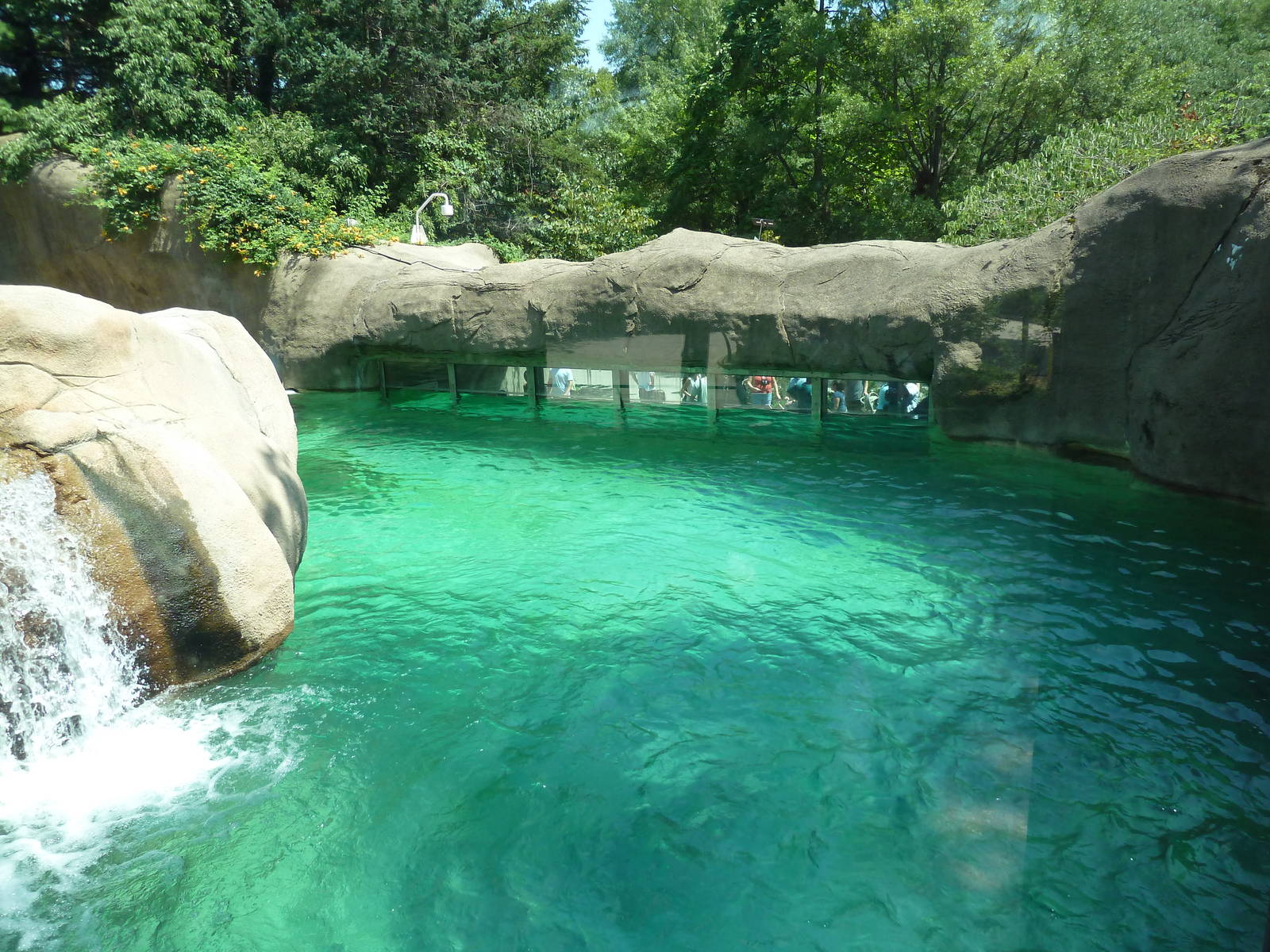 Bear Country - Polar Bear Exhibit