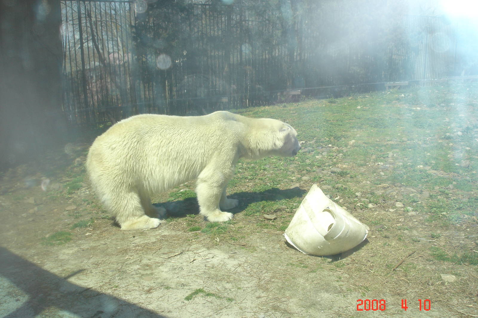 Bear Country-Polar Bear