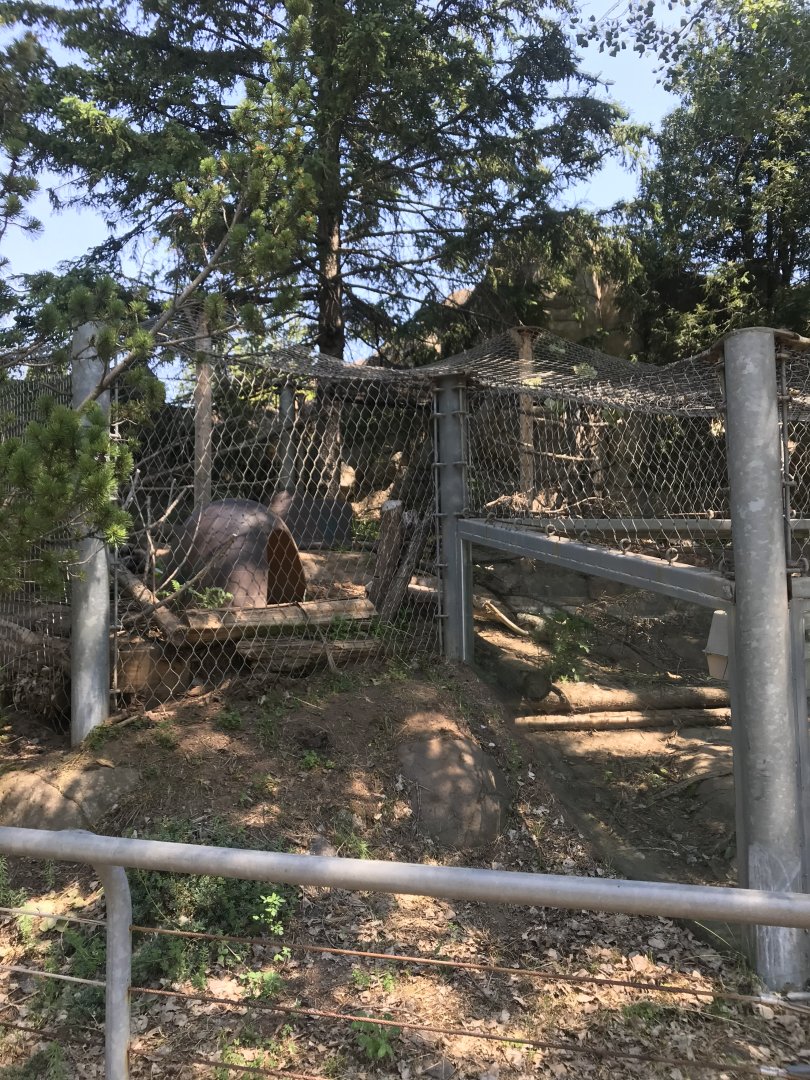 Bear Country- red fox exhibit