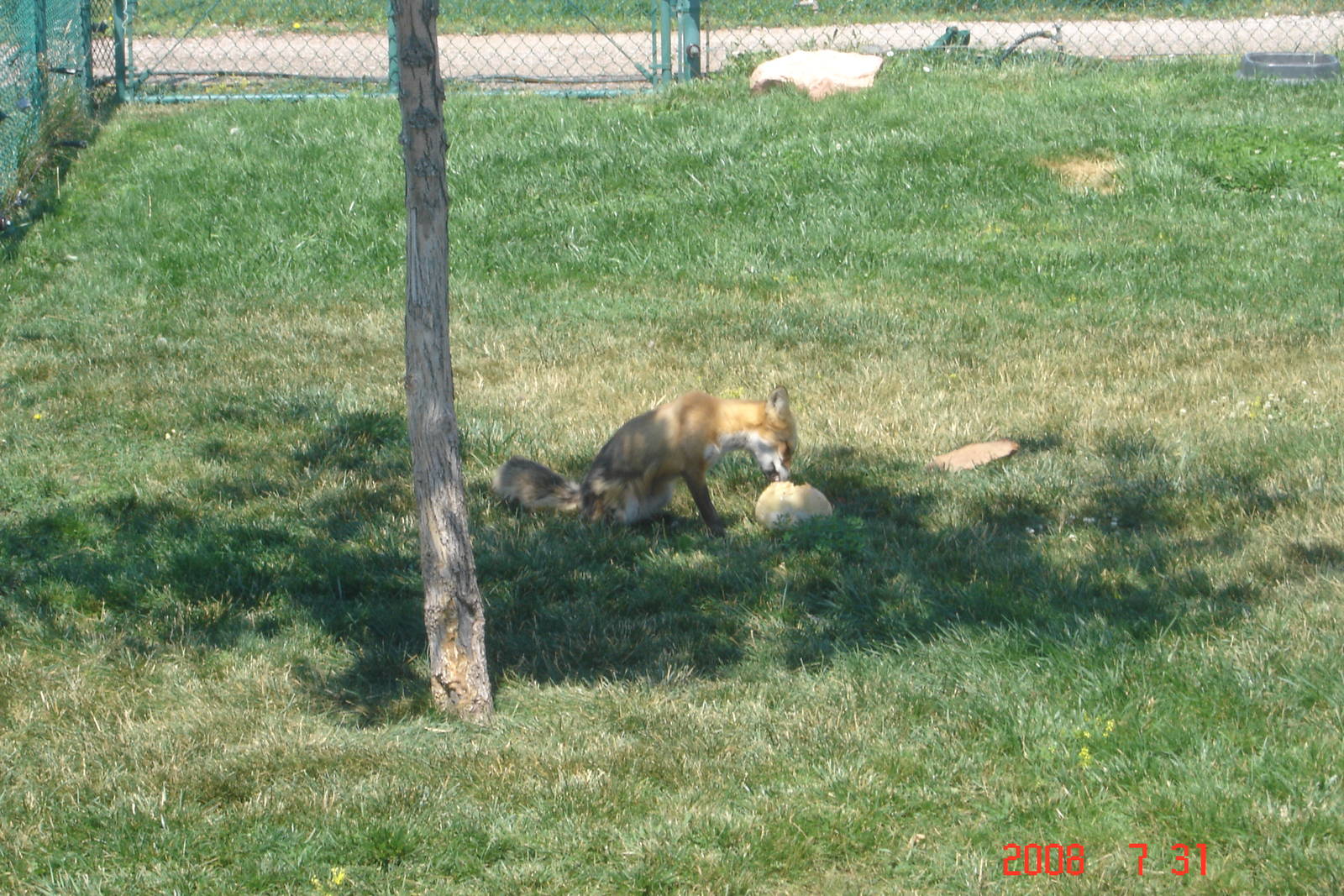 Bear Country-Red Fox