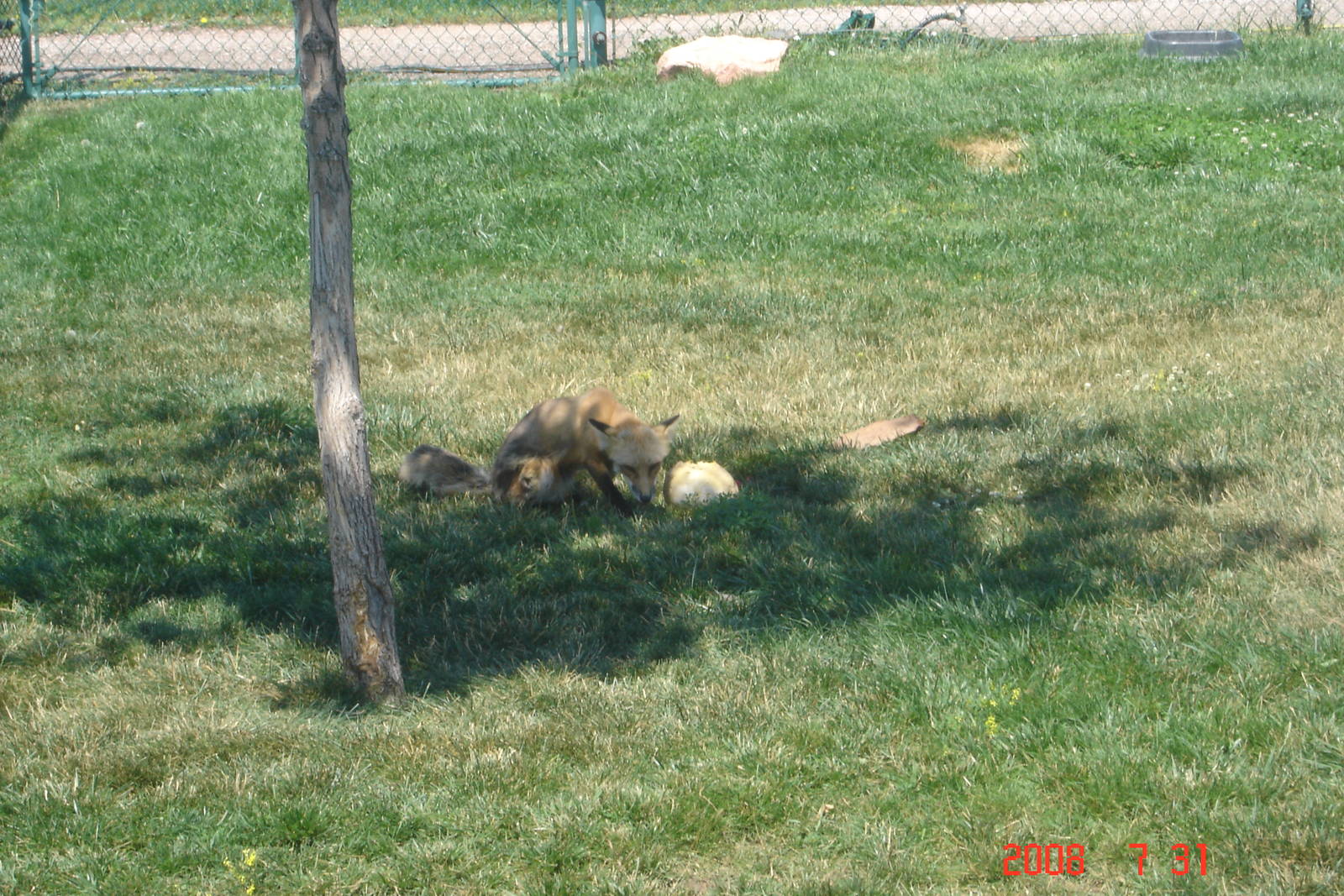 Bear Country-Red Fox