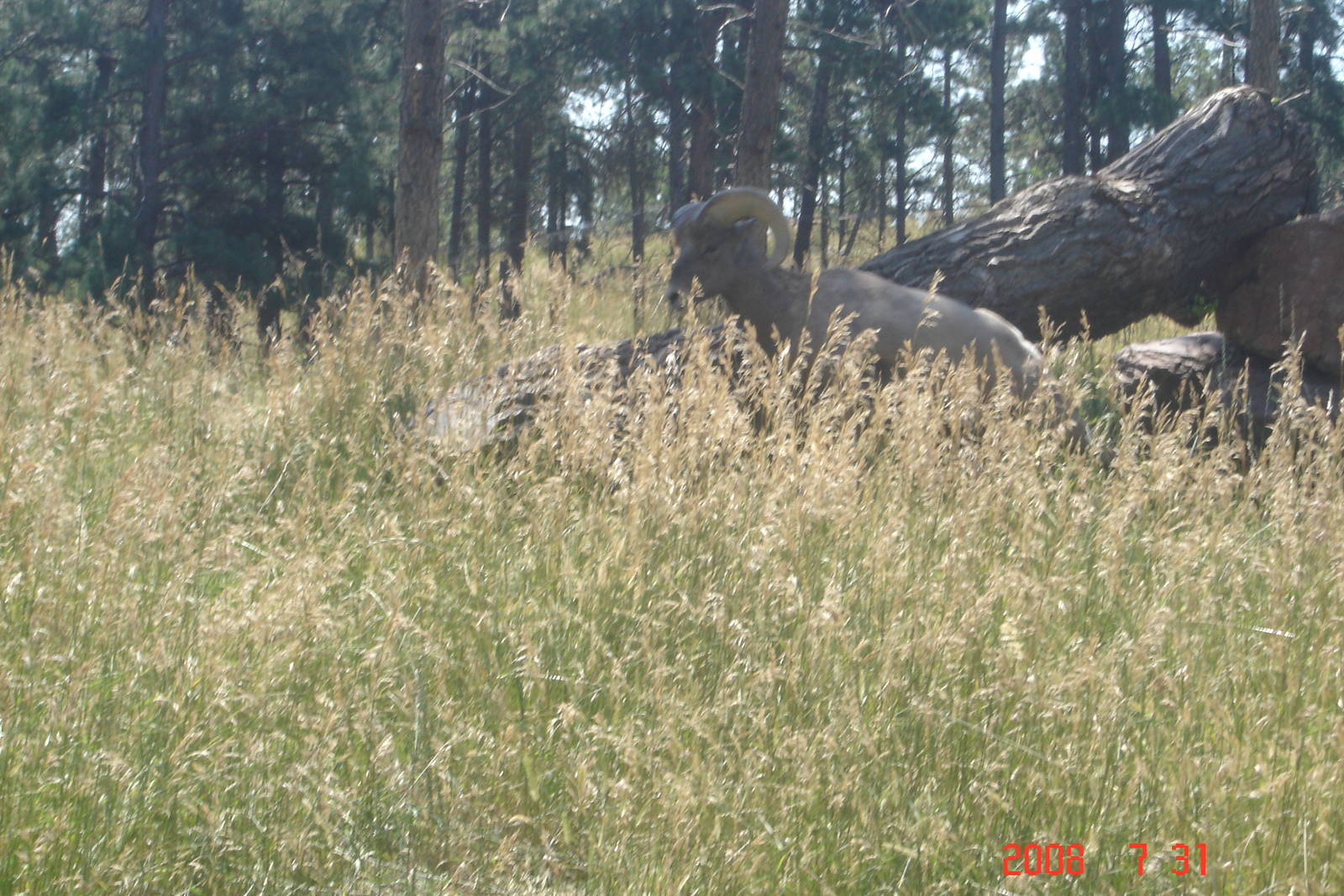 Bear Country-Rocky Mountain Bighorn Sheep