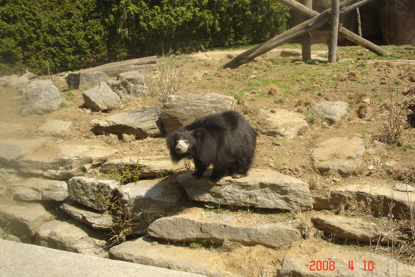 Bear Country-Sloth Bear