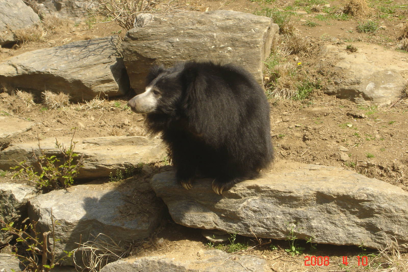 Bear Country-Sloth Bear