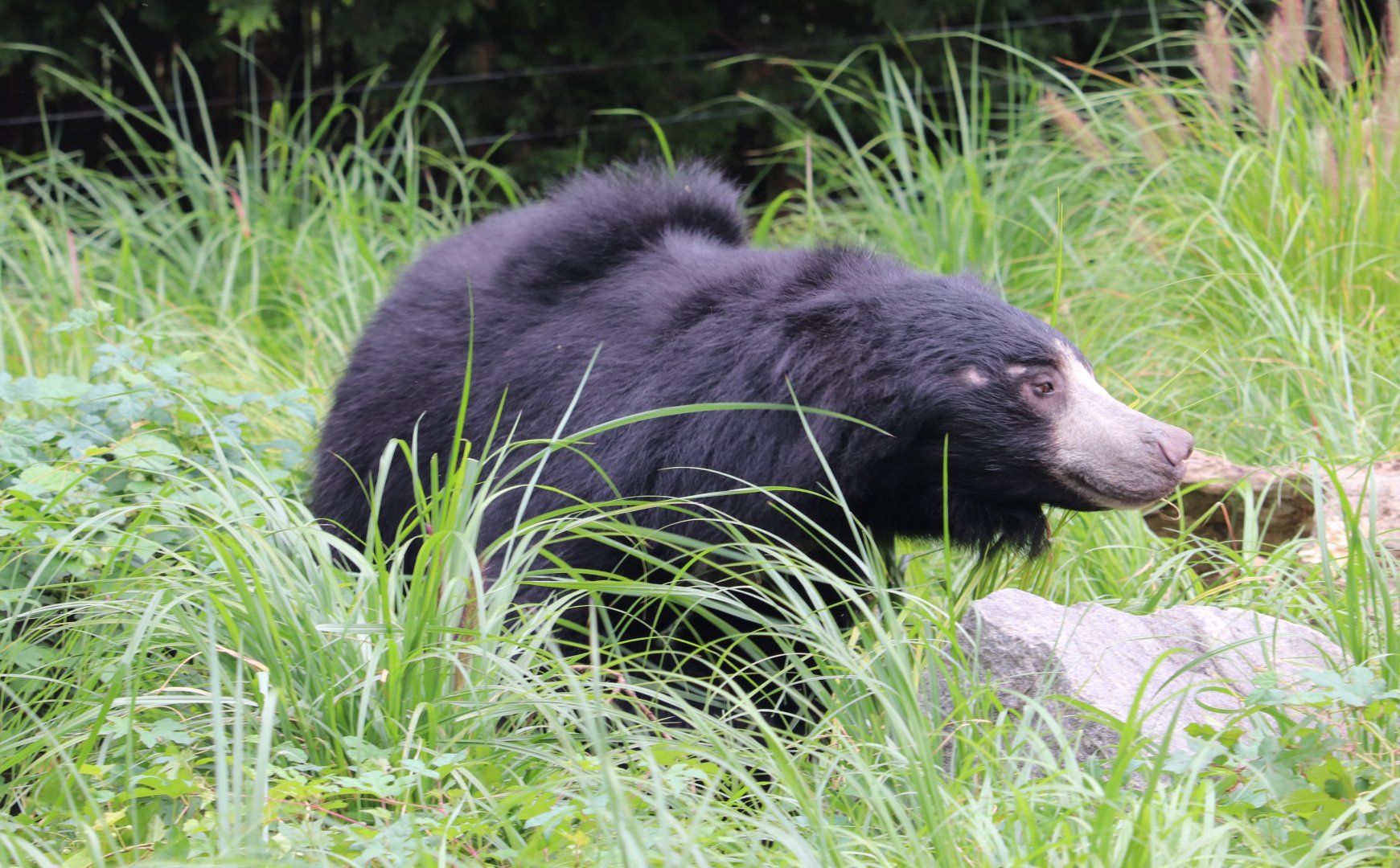 Bear Country - Sloth Bear