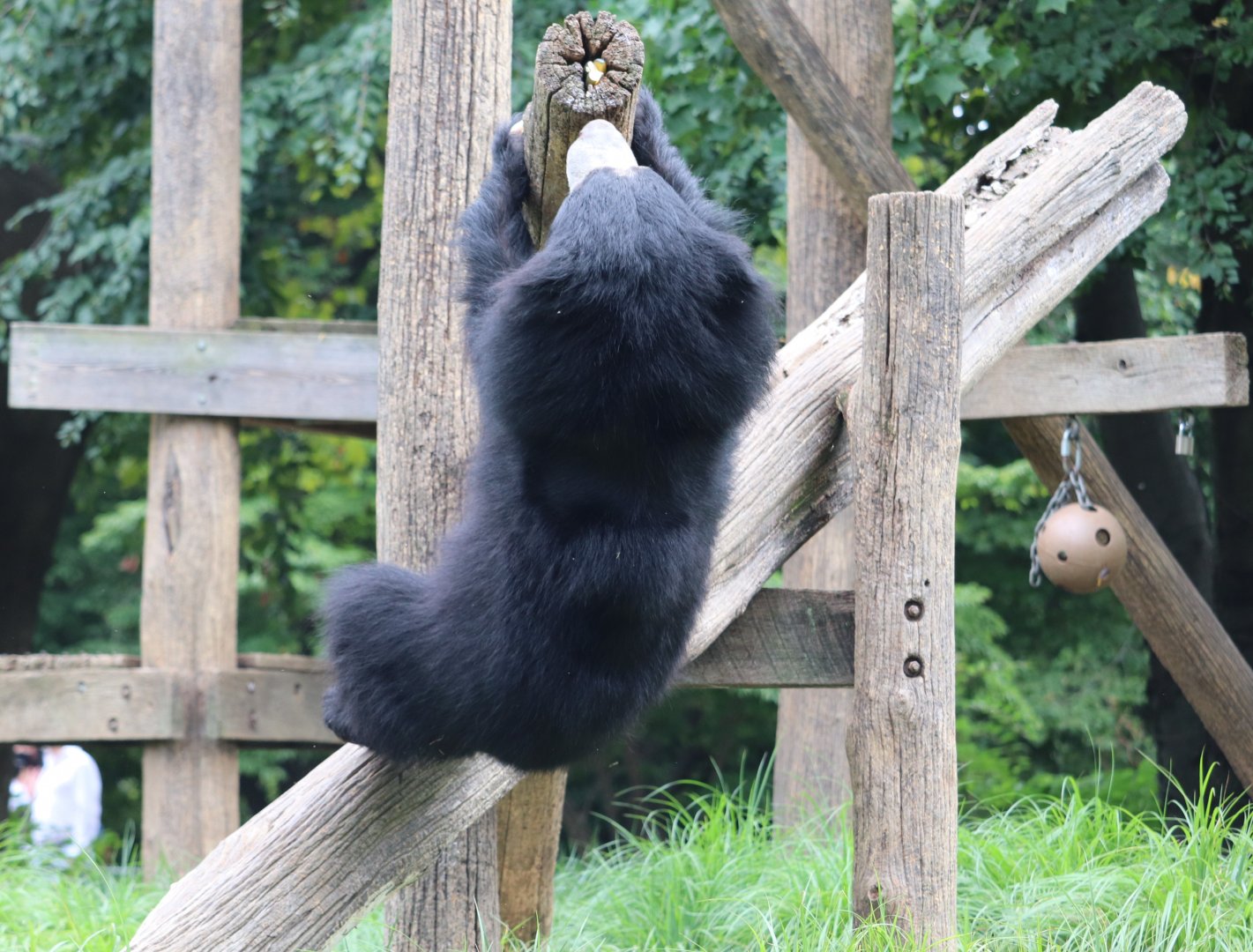 Bear Country - Sloth Bear