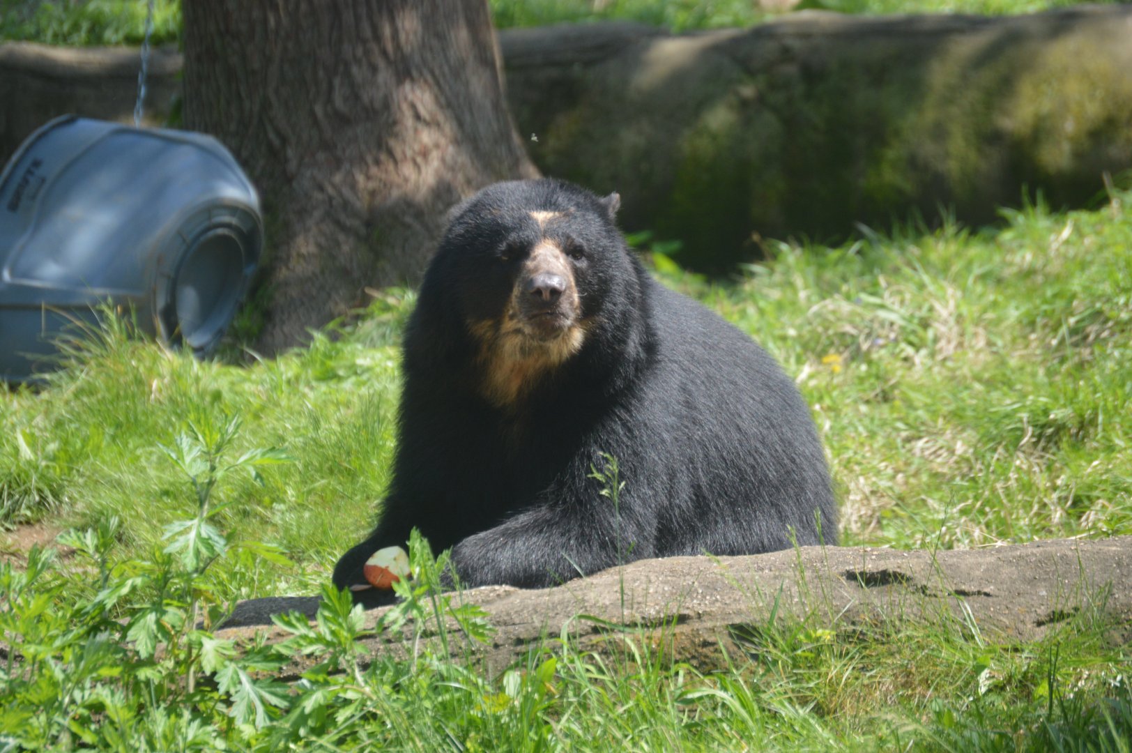 Bear Country - Spectacled Bear (Tremarctos ornatus)