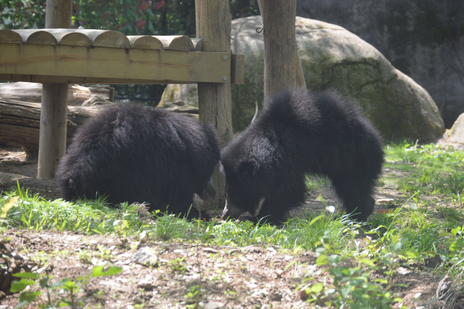 Bear Country - Sri Lankan Sloth Bears (Melursus ursinus inornatus)