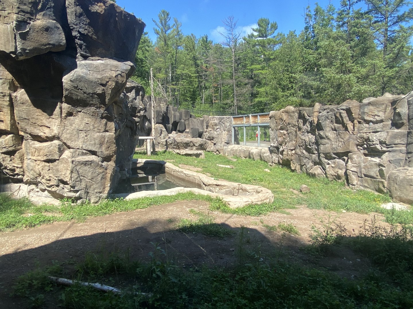 Bear County - American Black Bear Exhibit