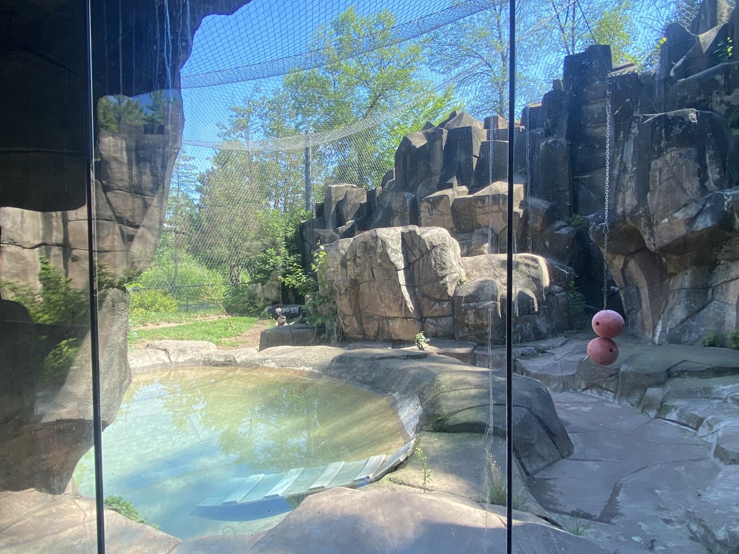Bear County - Cougar Exhibit
