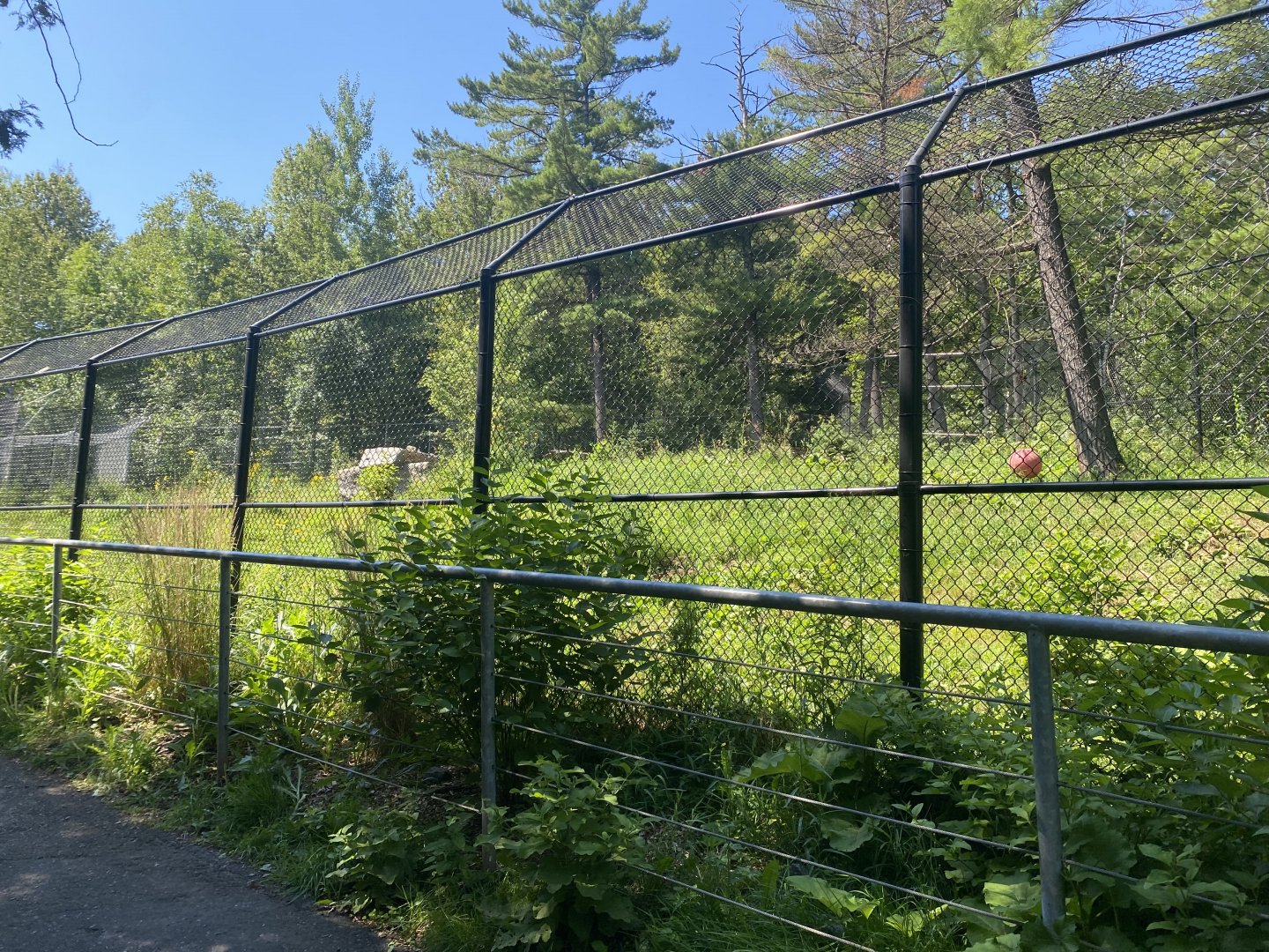 Bear County - Grey Wolf Exhibit