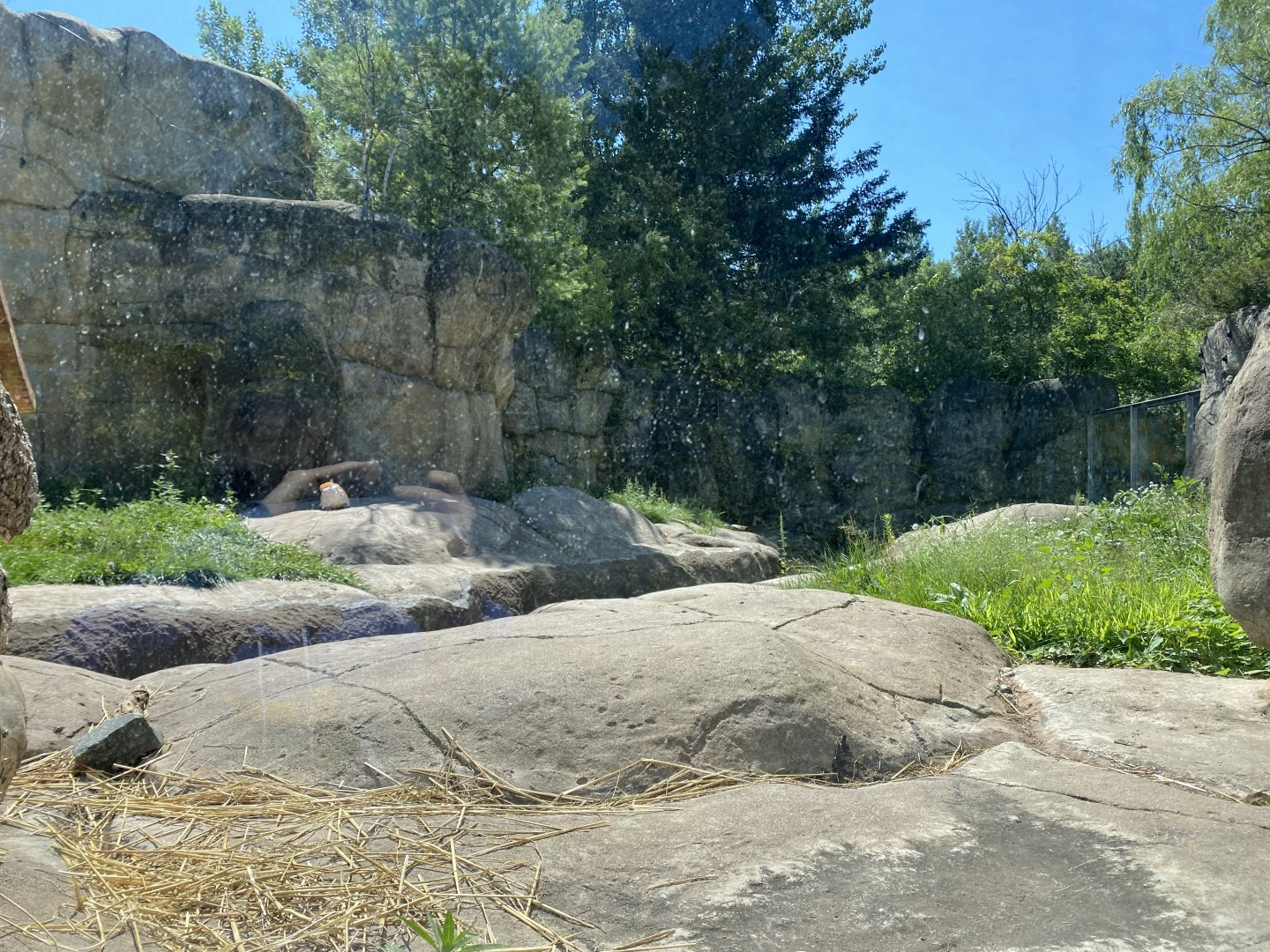 Bear County - North American River Otter Exhibit
