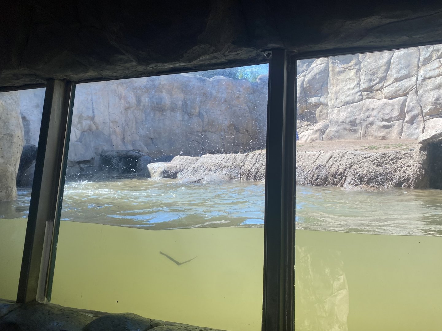 Bear County - Underwater View of Alaskan Brown Bear Exhibit