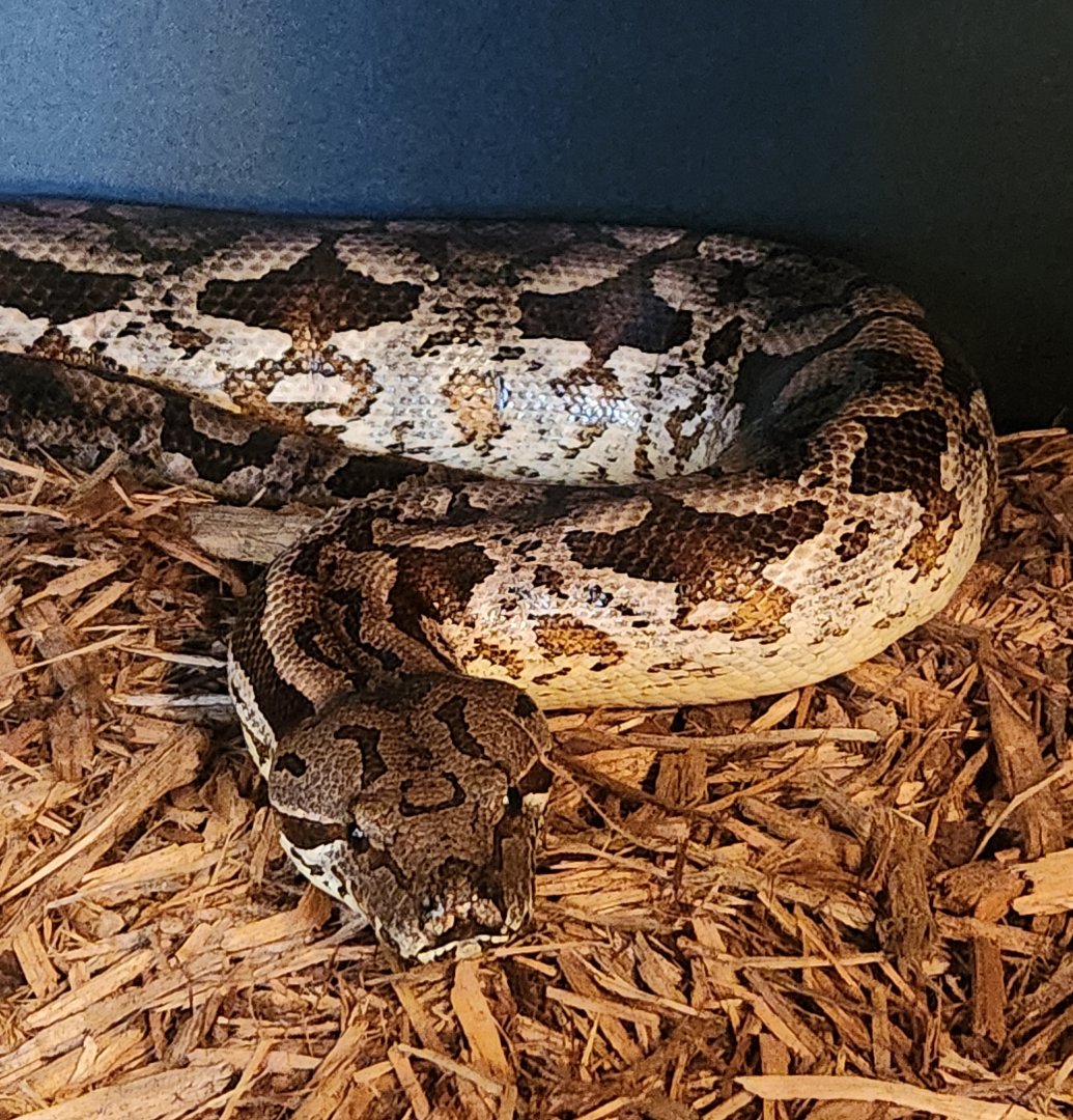 Bear Creek Nature Center (GA) - Acrantophis dumeril