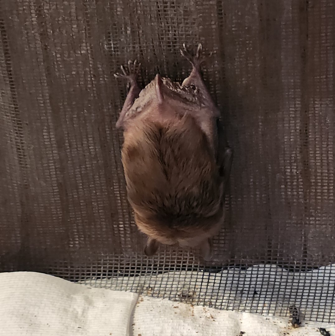 Bear Creek Nature Center (GA) - Big Brown Bat