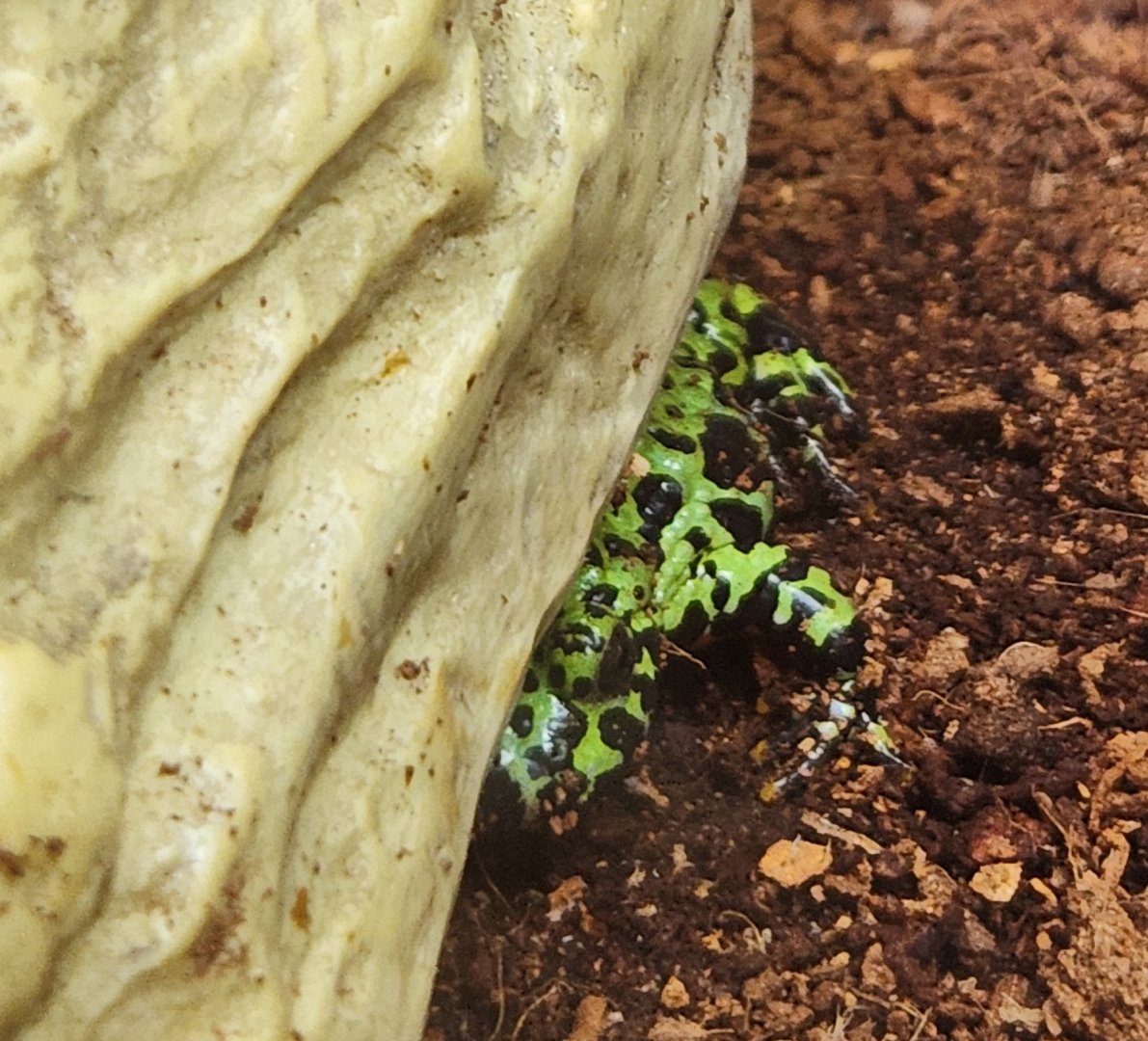 Bear Creek Nature Center (GA) - Bombina orientalis