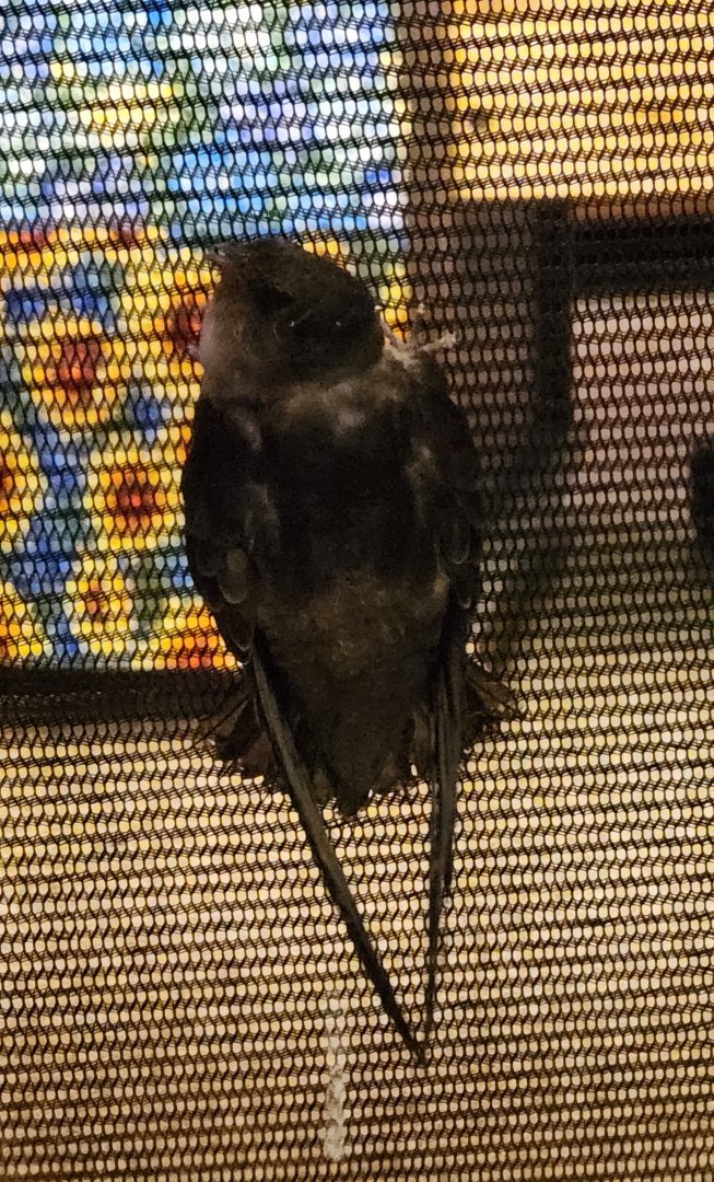 Bear Creek Nature Center (GA) - Chimney Swift