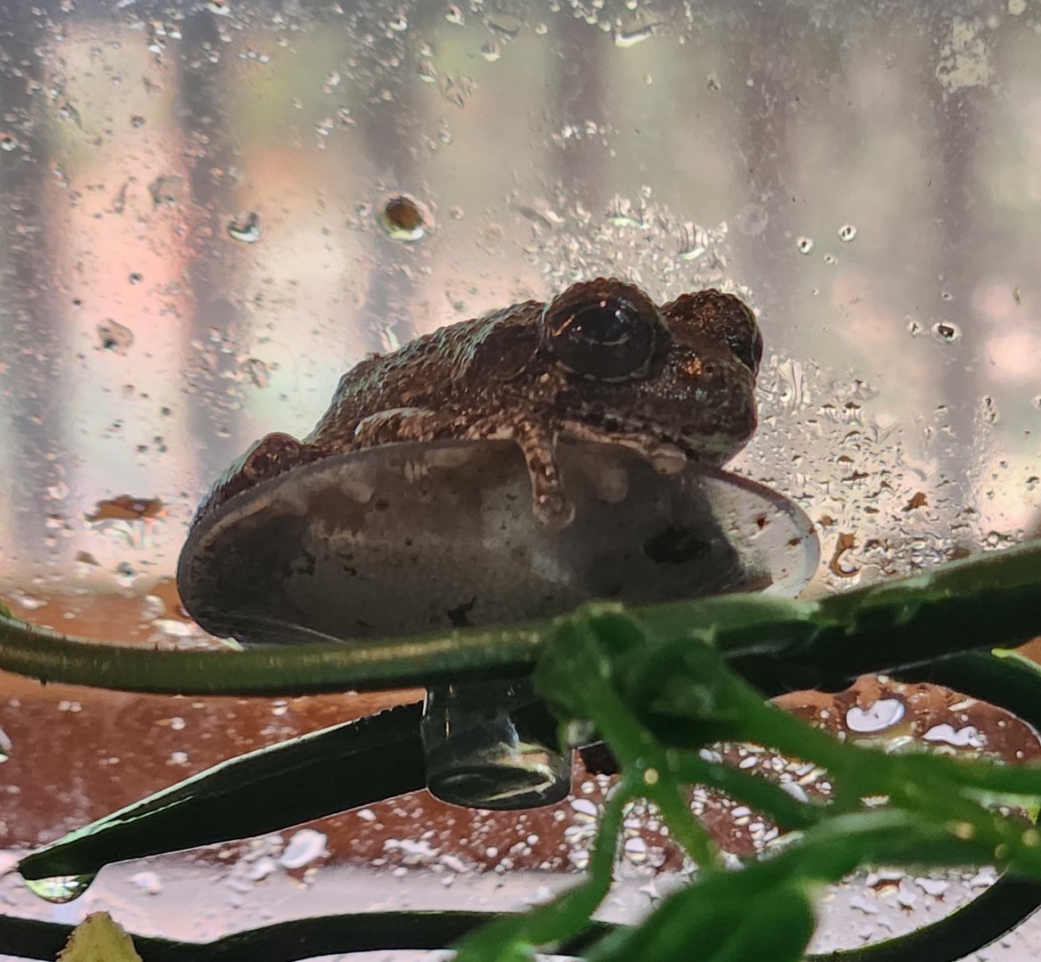 Bear Creek Nature Center (GA) - Dryophytes chrysoscelis