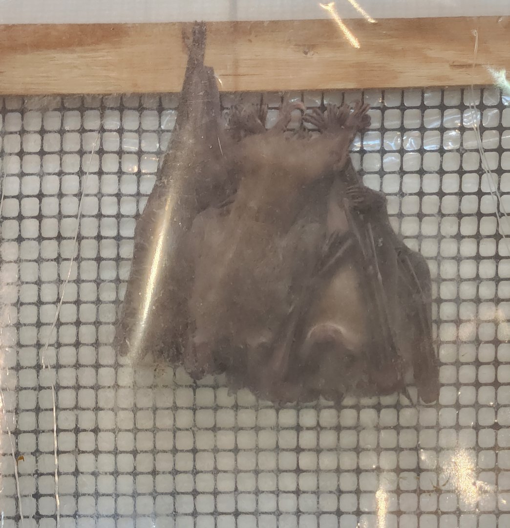 Bear Creek Nature Center (GA) - Egyptian Fruit Bat