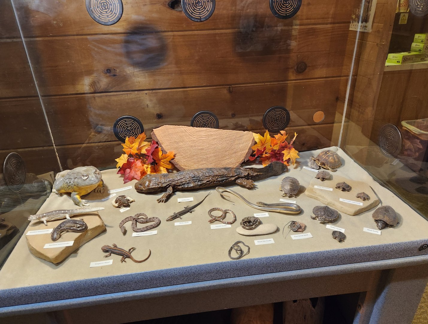 Bear Creek Nature Center (GA) - Herp display