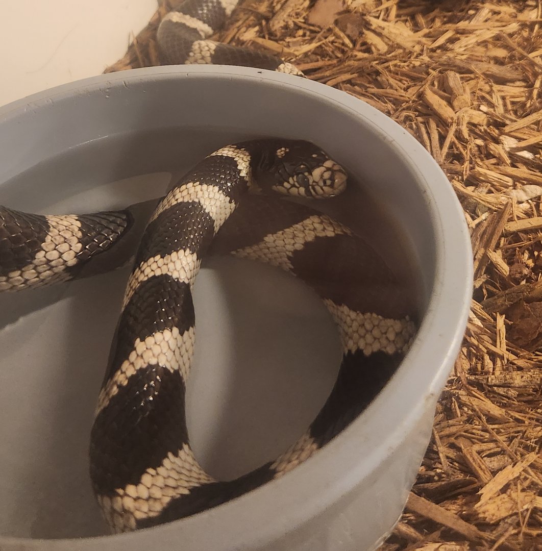 Bear Creek Nature Center (GA) - Lampropeltis californiae