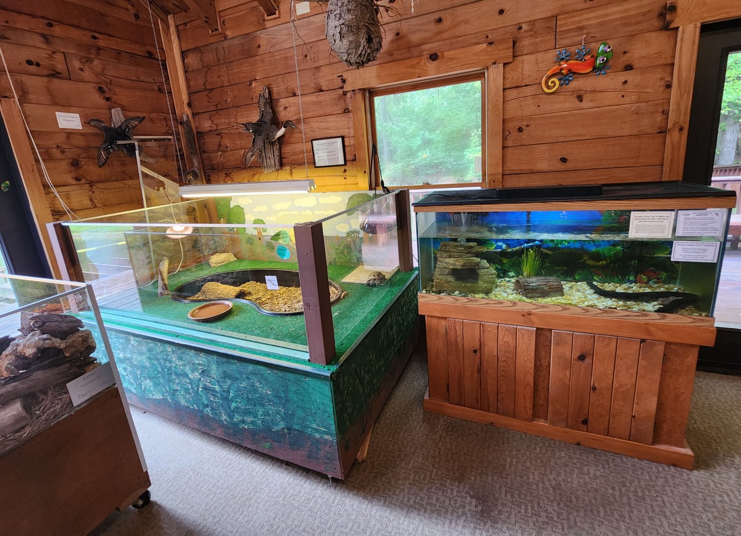 Bear Creek Nature Center (GA) - Tortoise/amphiuma exhibits