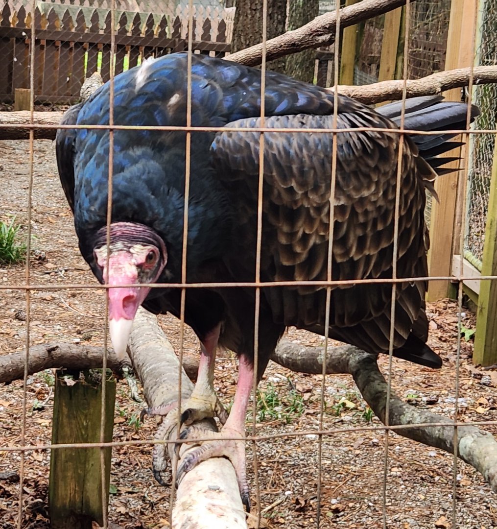 Bear Creek Nature Center (GA) - Turkey Vulture