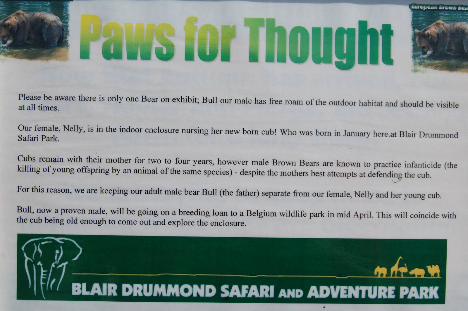 Bear Cub announcement