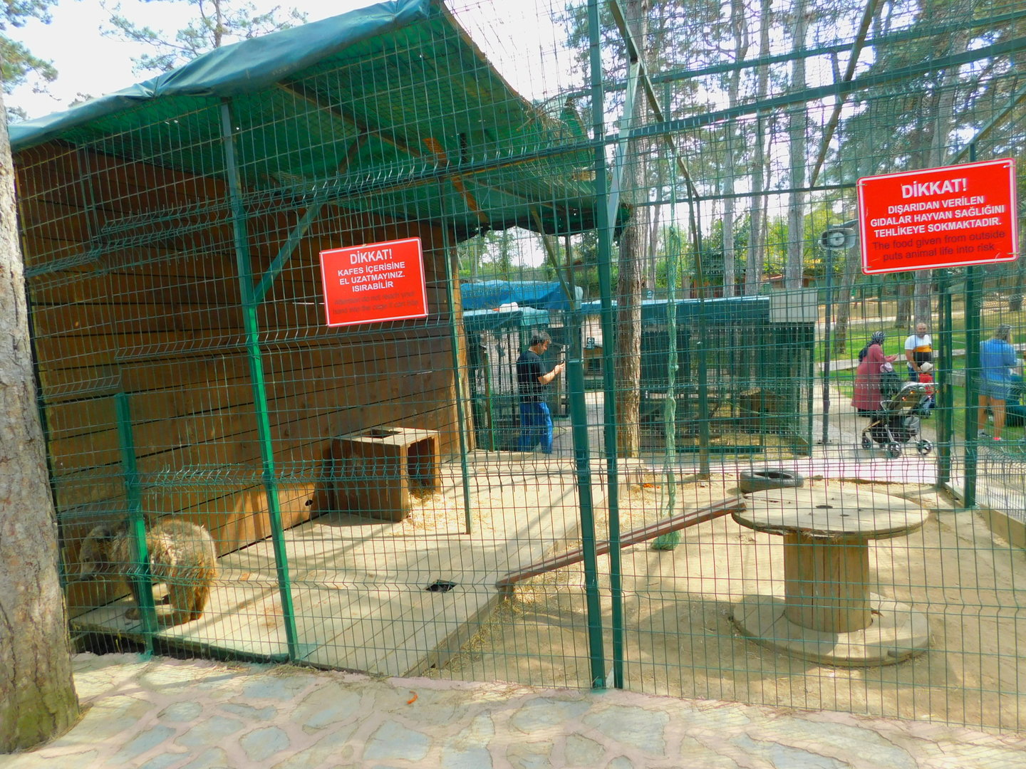 Bear Cub at Park Of Istanbul