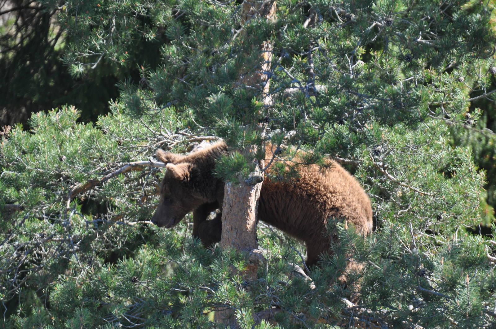 Bear cub in tree - Safari