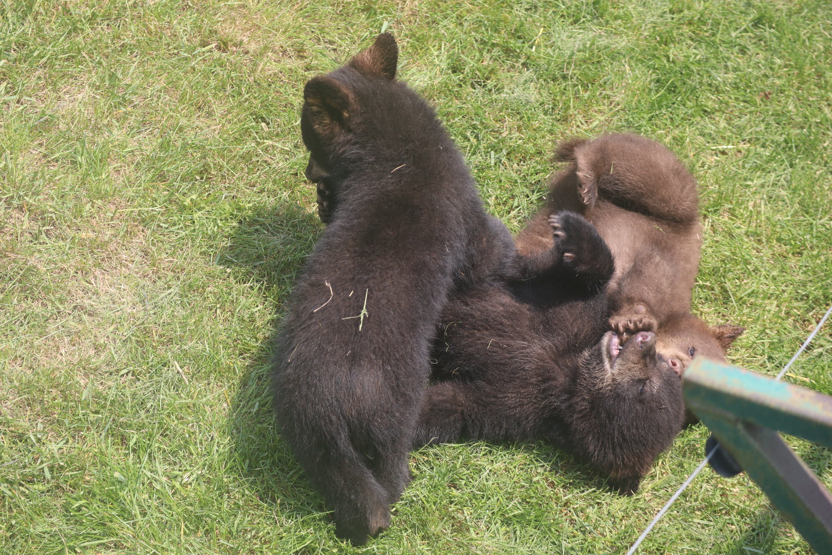 Bear Cubs