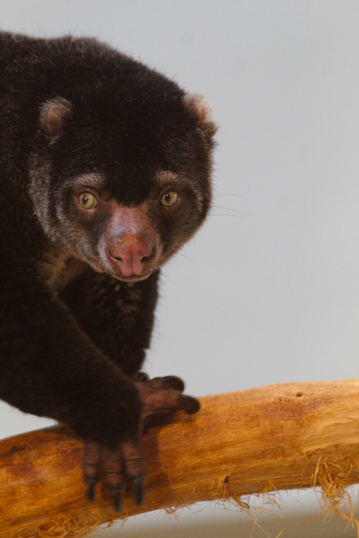 Bear Cuscus- 4th September 2024